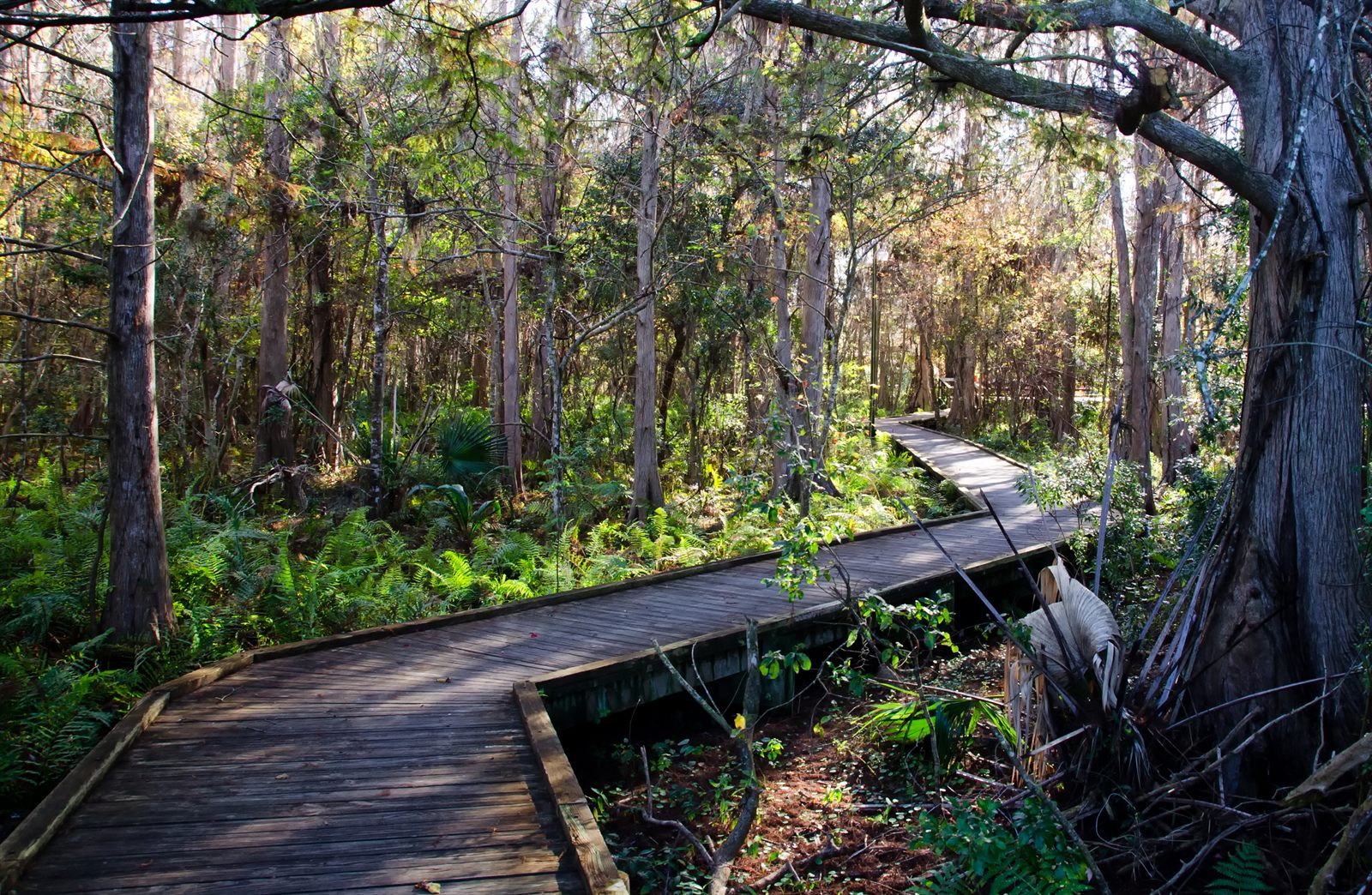 A wooden boardwalk winding through a cypress and fern swamp