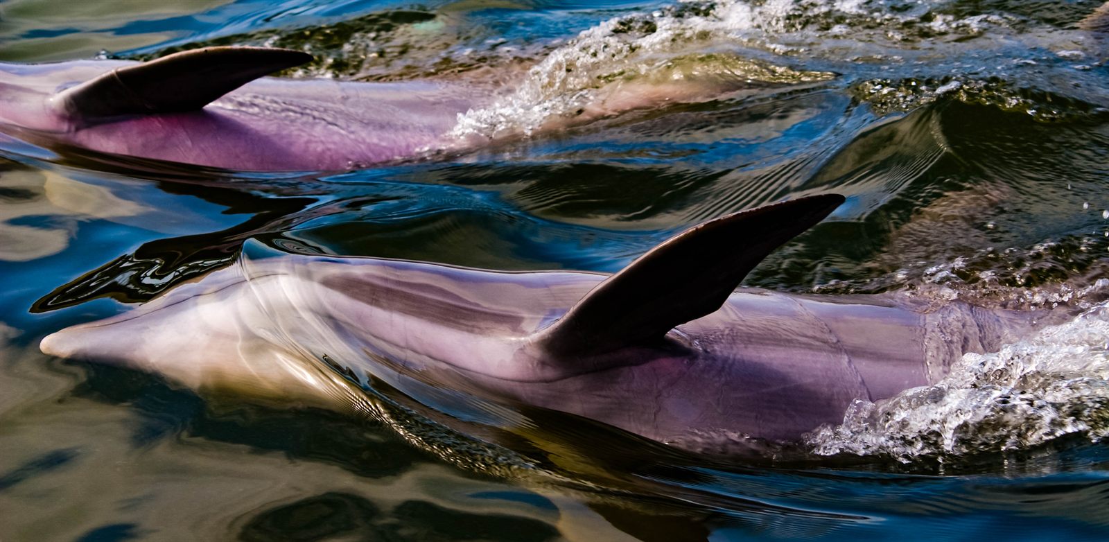 Two bottlenose dolphins breaking the surface of the water side by side